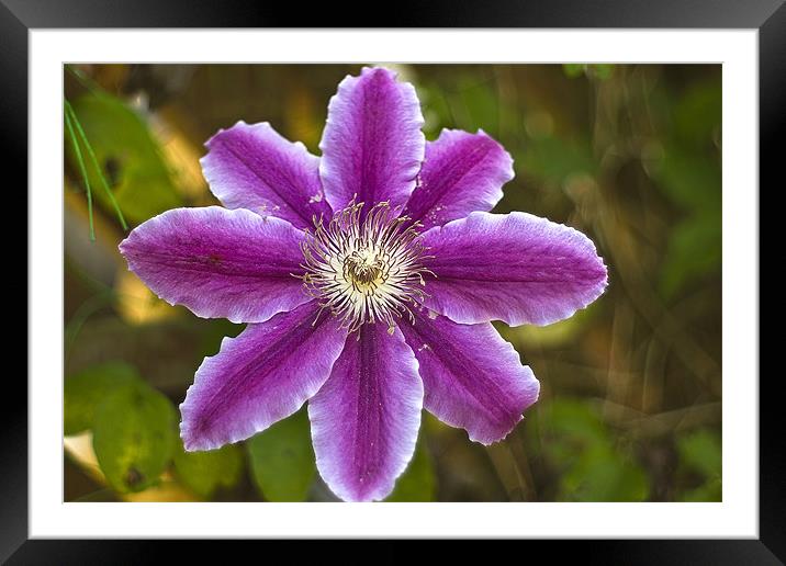 Cornish Clematis Framed Mounted Print by David Wilkins