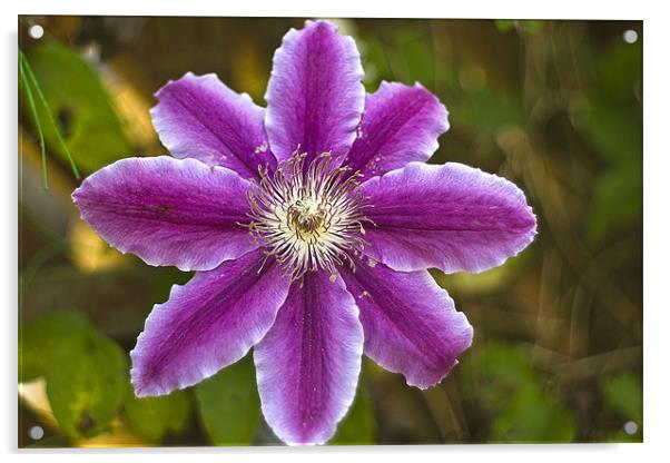 Cornish Clematis Acrylic by David Wilkins