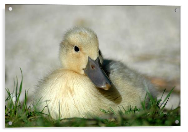 Duckling Acrylic by Harvey Hudson