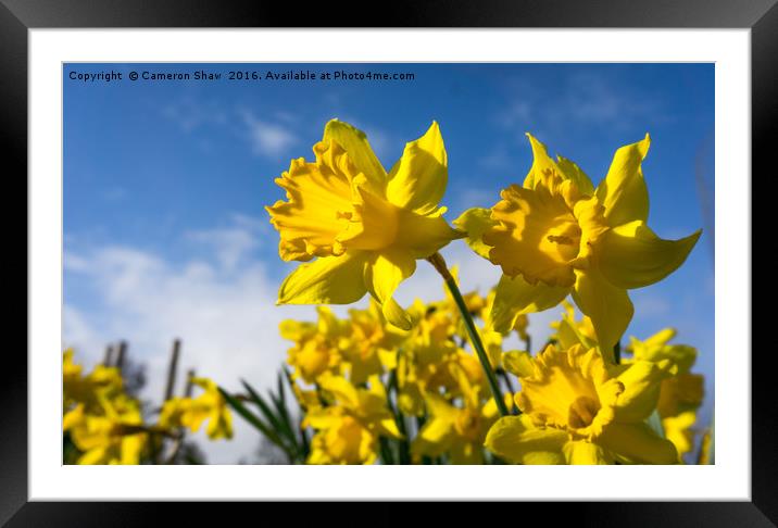 Daffodils in Spring Framed Mounted Print by Cameron Shaw
