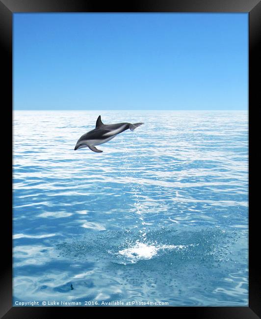 Kaikoura Dusky Dolphin Jump Framed Print by Luke Newman