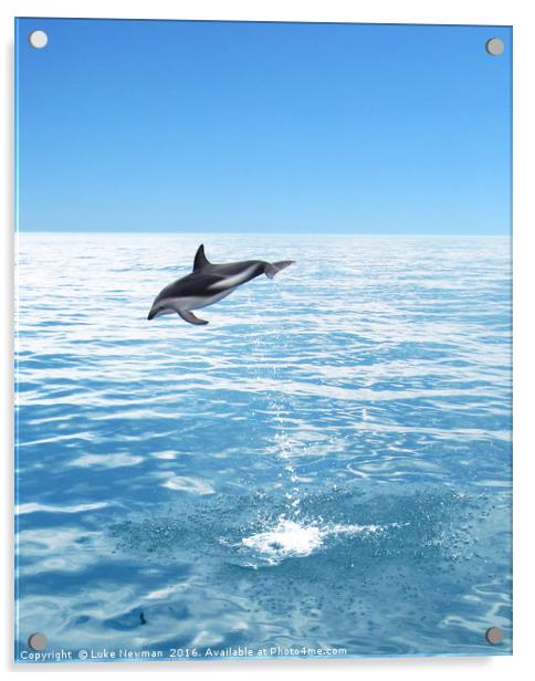 Kaikoura Dusky Dolphin Jump Acrylic by Luke Newman