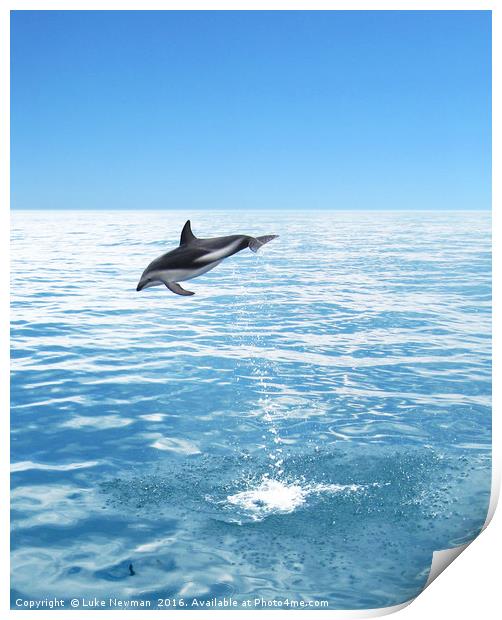 Kaikoura Dusky Dolphin Jump Print by Luke Newman