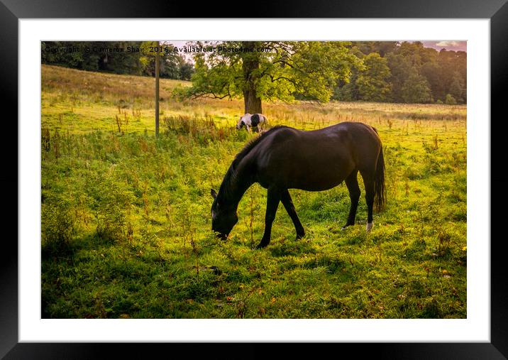Horses at sunset Framed Mounted Print by Cameron Shaw