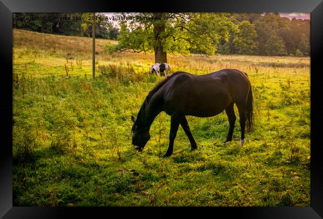 Horses at sunset Framed Print by Cameron Shaw