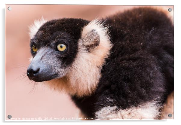 Black and White Ruffed Lemur watching on Acrylic by Jason Wells