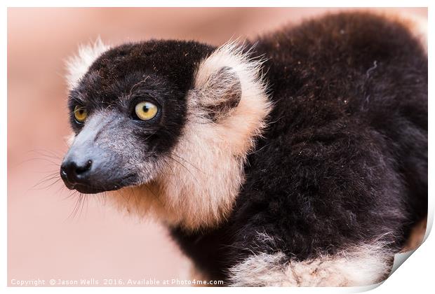 Black and White Ruffed Lemur watching on Print by Jason Wells