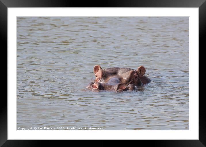 Wading Hippo Framed Mounted Print by Karl Daniels