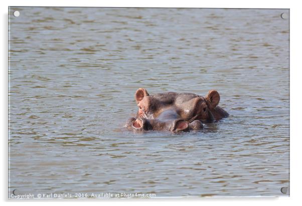 Wading Hippo Acrylic by Karl Daniels