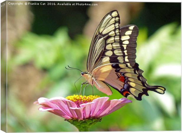 Giant Swallowtail Butterfly Canvas Print by Frankie Cat