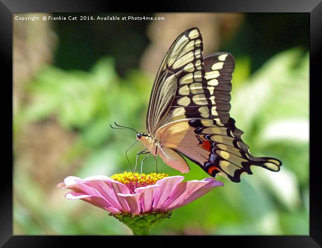 Giant Swallowtail Butterfly Framed Print by Frankie Cat