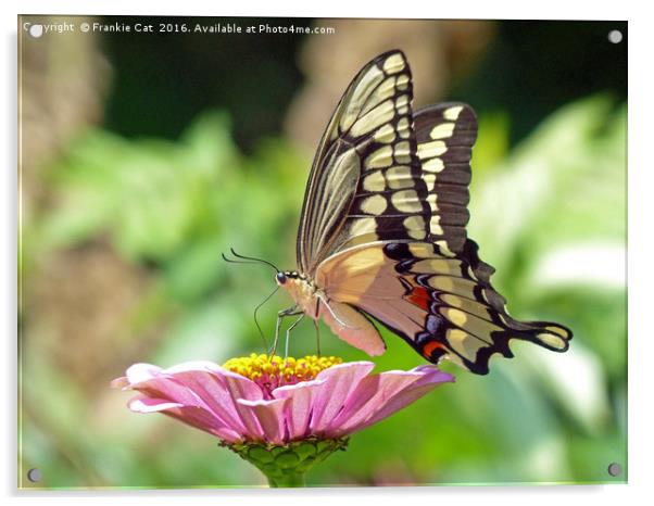 Giant Swallowtail Butterfly Acrylic by Frankie Cat