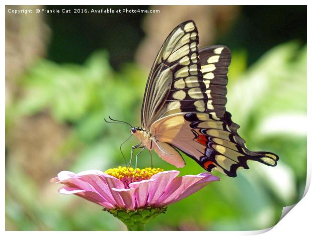 Giant Swallowtail Butterfly Print by Frankie Cat
