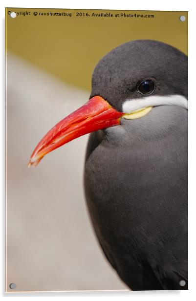 Inca Tern The Unique Sea Bird Acrylic by rawshutterbug 
