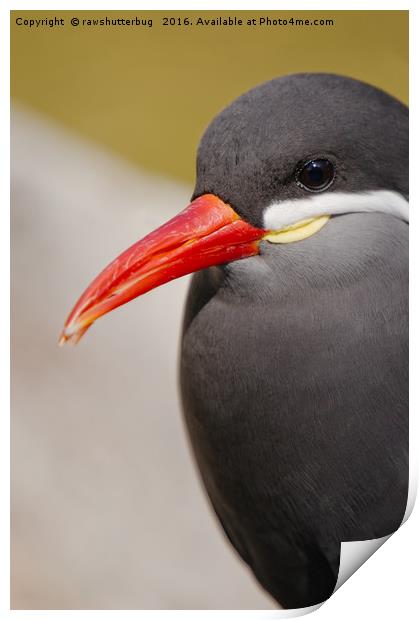 Inca Tern The Unique Sea Bird Print by rawshutterbug 