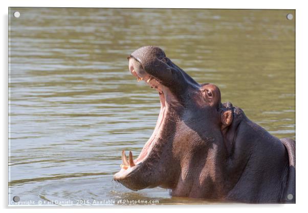 Hippo Yawn Acrylic by Karl Daniels