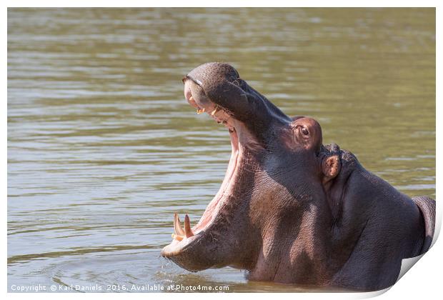 Hippo Yawn Print by Karl Daniels