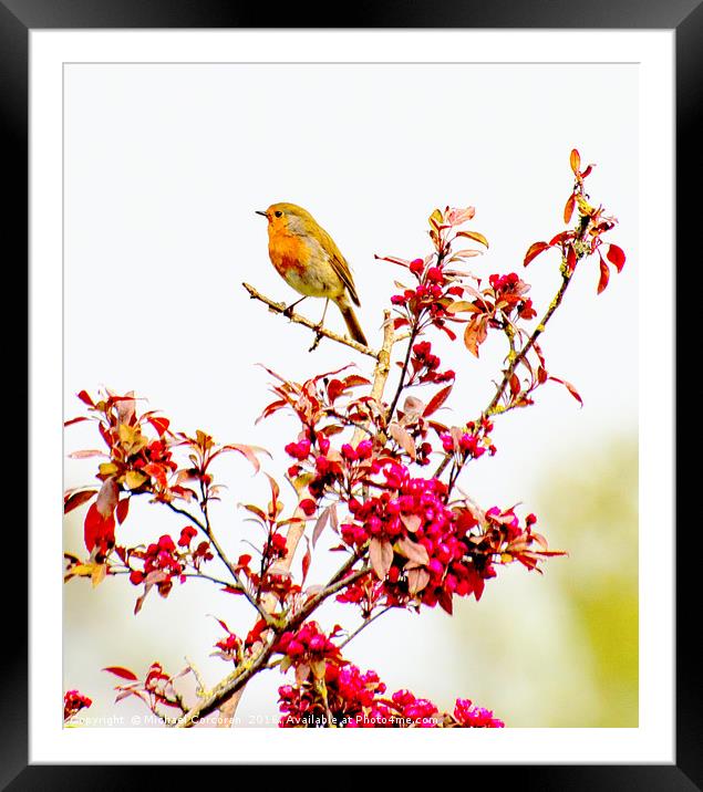 Cherry Robin Framed Mounted Print by Michael Corcoran