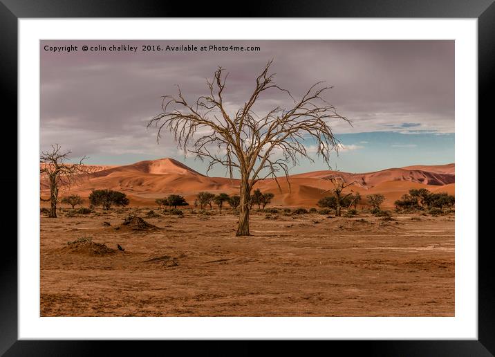 Tree in the Namib Desert Framed Mounted Print by colin chalkley