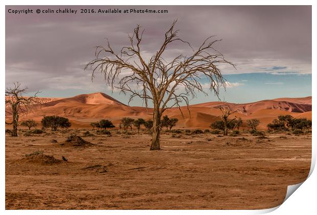 Tree in the Namib Desert Print by colin chalkley