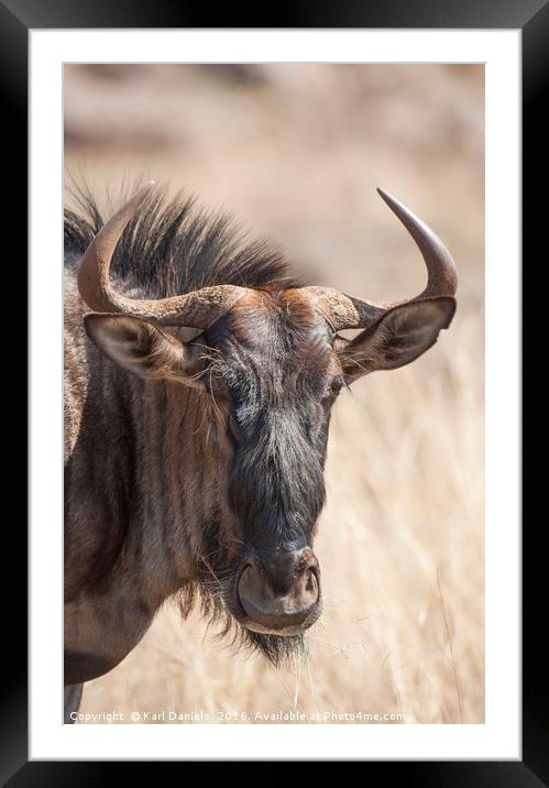 Wildebeest Framed Mounted Print by Karl Daniels
