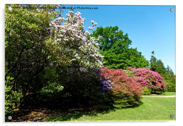 Rhododendrons at Heavens Gate, Longleat, UK Acrylic by Andrew Harker