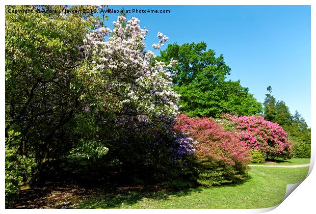 Rhododendrons at Heavens Gate, Longleat, UK Print by Andrew Harker