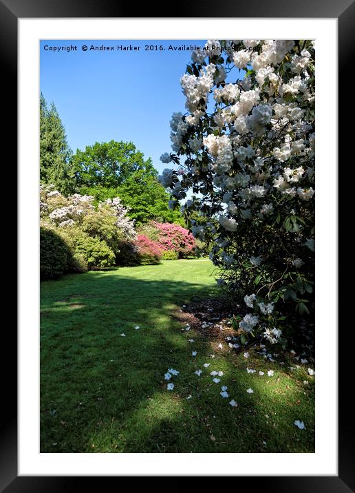 Rhododendrons at Heavens Gate, Longleat, UK Framed Mounted Print by Andrew Harker