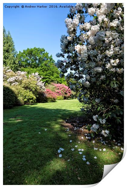 Rhododendrons at Heavens Gate, Longleat, UK Print by Andrew Harker