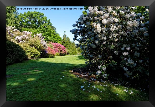 Rhododendrons at Heavens Gate, Longleat, UK Framed Print by Andrew Harker