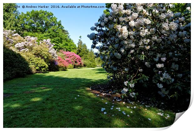 Rhododendrons at Heavens Gate, Longleat, UK Print by Andrew Harker