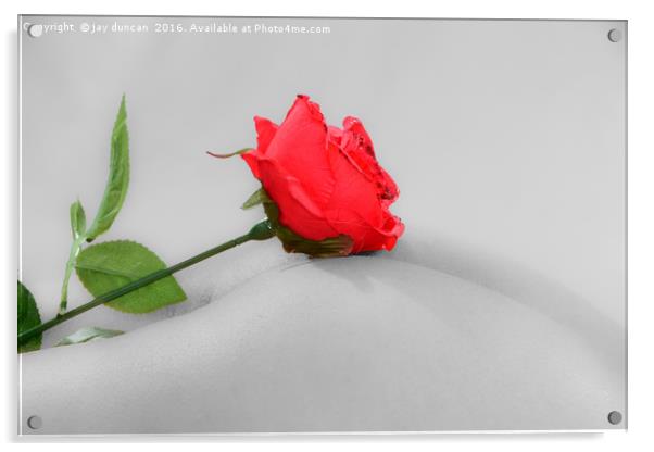 rose on a bum Acrylic by jay duncan