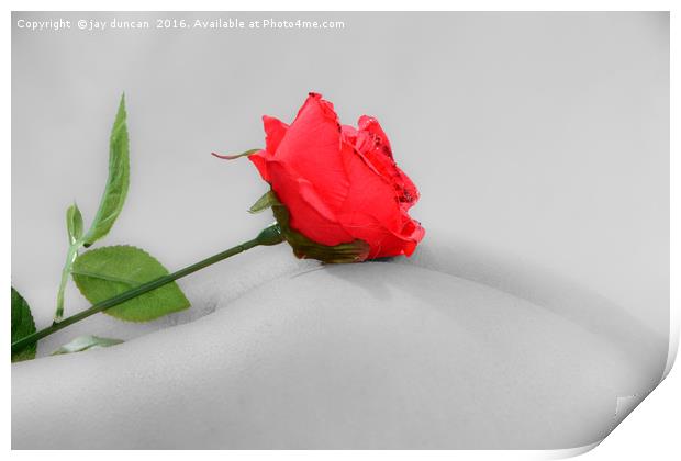 rose on a bum Print by jay duncan