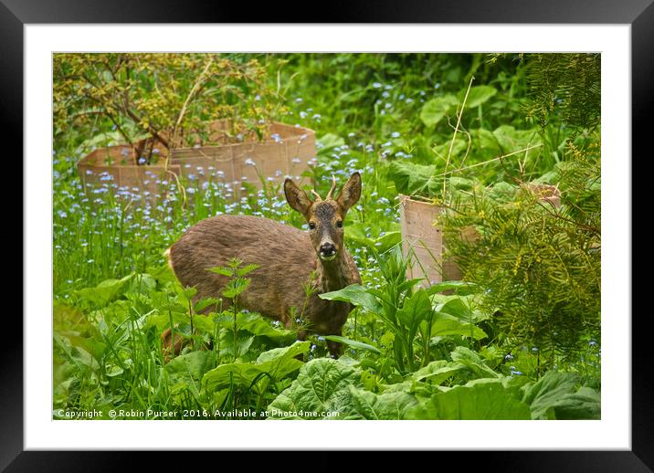 Deer in the Garden Framed Mounted Print by Robin Purser
