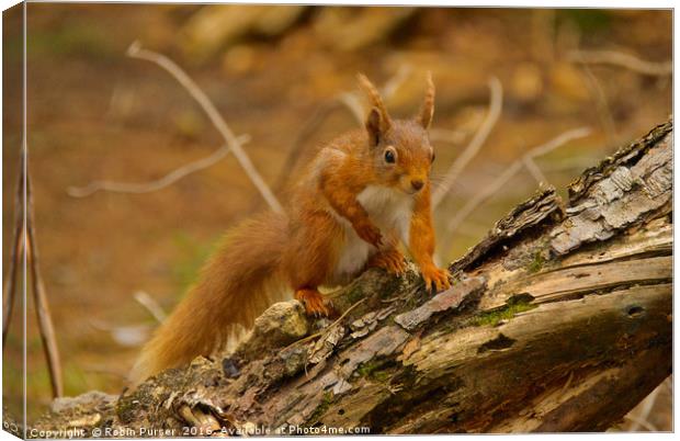 Red Squirrel Canvas Print by Robin Purser