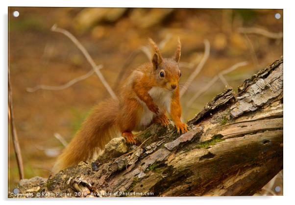 Red Squirrel Acrylic by Robin Purser