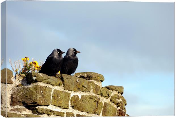 A pair of Jackdaws Canvas Print by Harvey Hudson