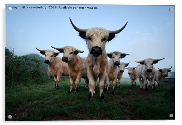 High Park Cattle Acrylic by rawshutterbug 