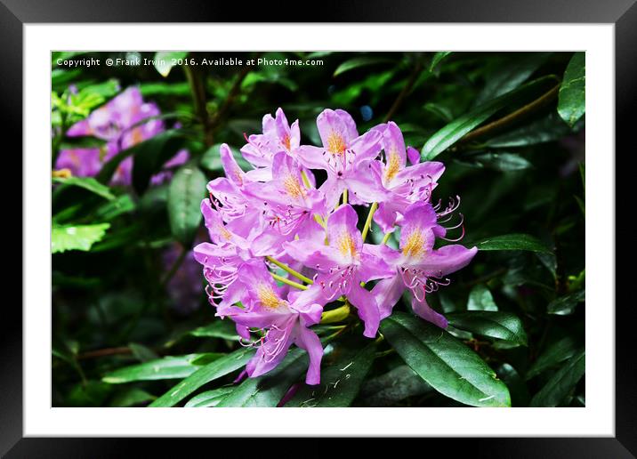 Beautiful Rhododendron Framed Mounted Print by Frank Irwin