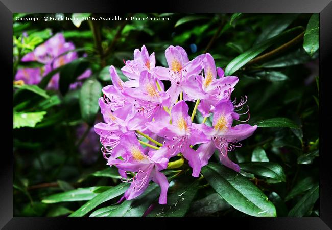Beautiful Rhododendron Framed Print by Frank Irwin