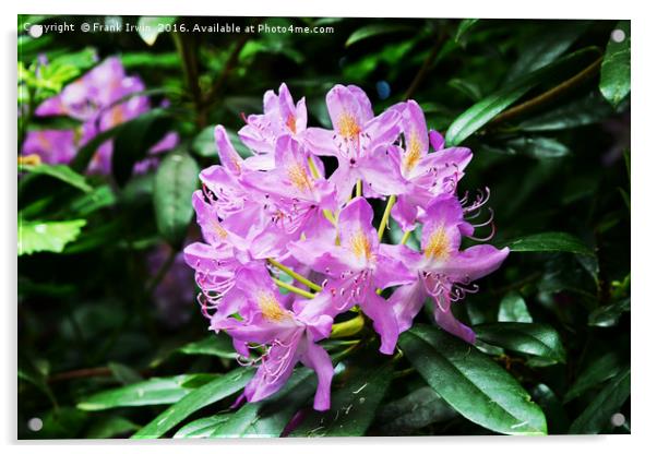 Beautiful Rhododendron Acrylic by Frank Irwin
