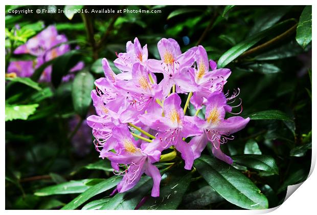 Beautiful Rhododendron Print by Frank Irwin