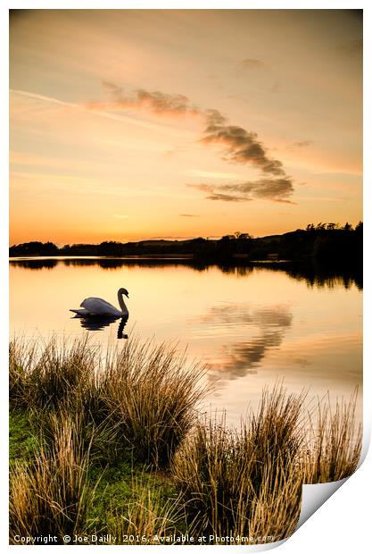 Sunset silhouette swan.  Print by Joe Dailly