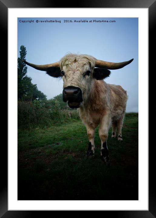 White Horned Cow Mix Breed Framed Mounted Print by rawshutterbug 