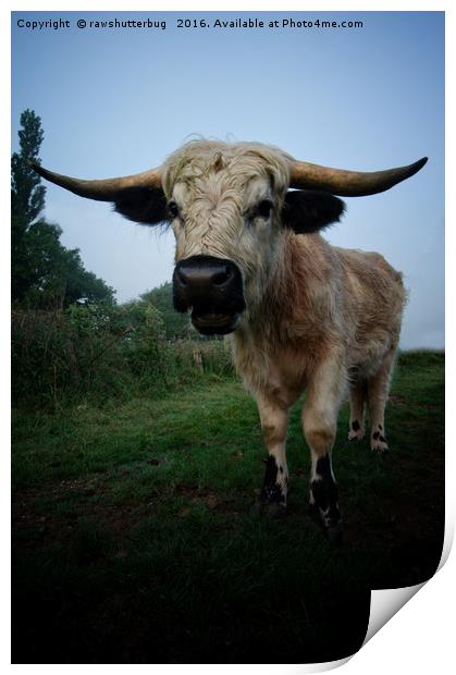 White Horned Cow Mix Breed Print by rawshutterbug 