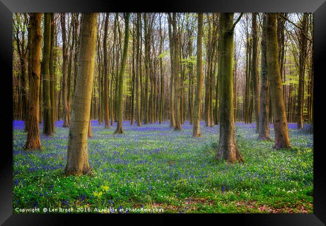 Bluebell Woods Framed Print by Len Brook