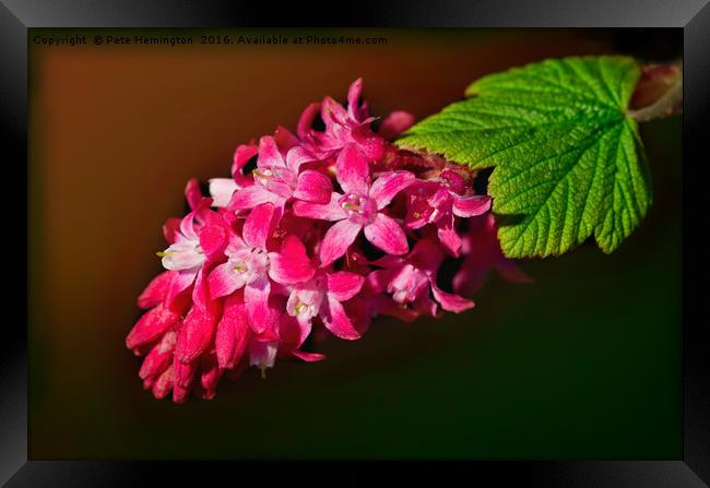 Flowering Cherry Ribes Framed Print by Pete Hemington