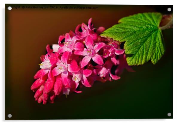 Flowering Cherry Ribes Acrylic by Pete Hemington