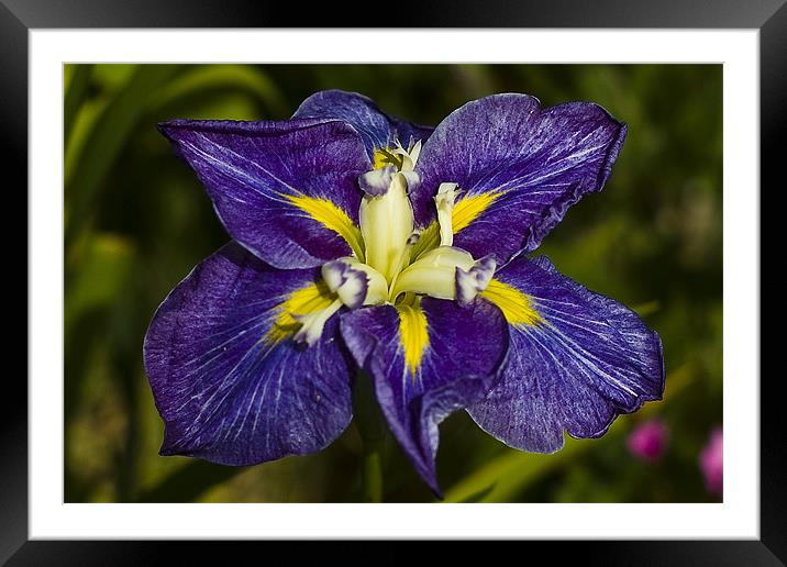 Cornish Iris Framed Mounted Print by David Wilkins