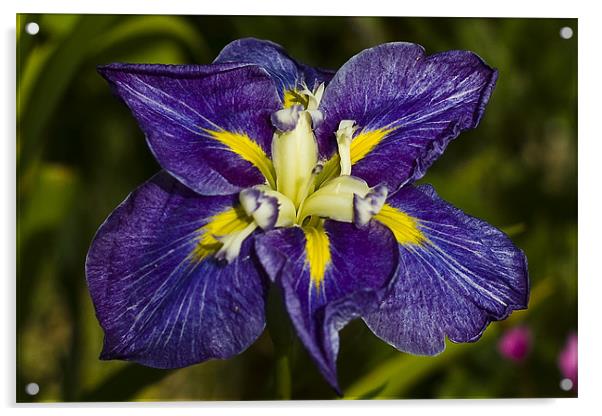 Cornish Iris Acrylic by David Wilkins